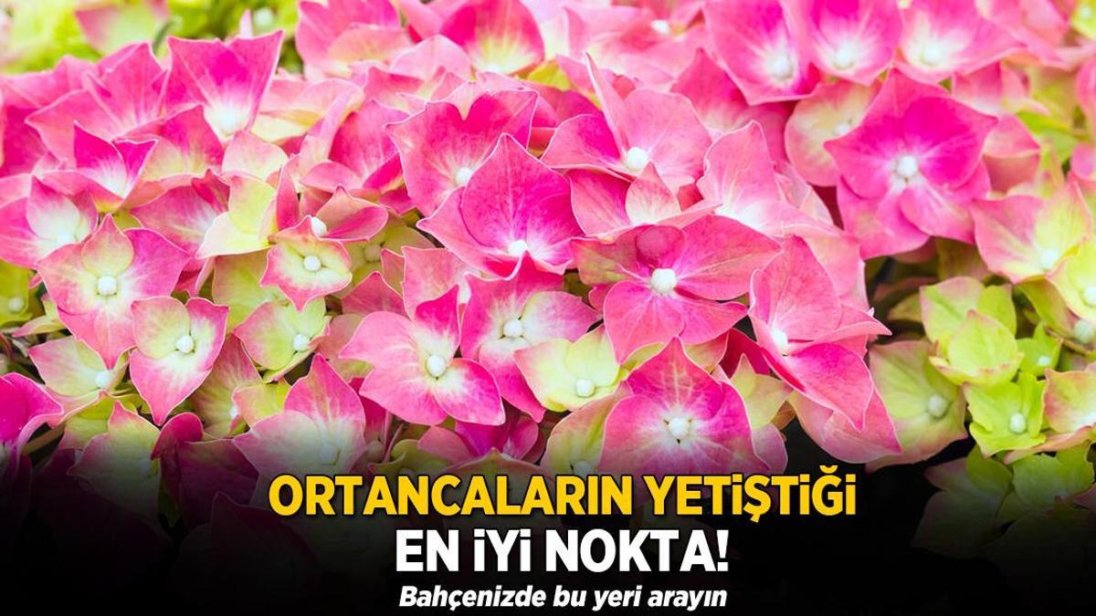 Ortancaların yetiştiği en iyi nokta! Bahçenizde bu yeri arayın