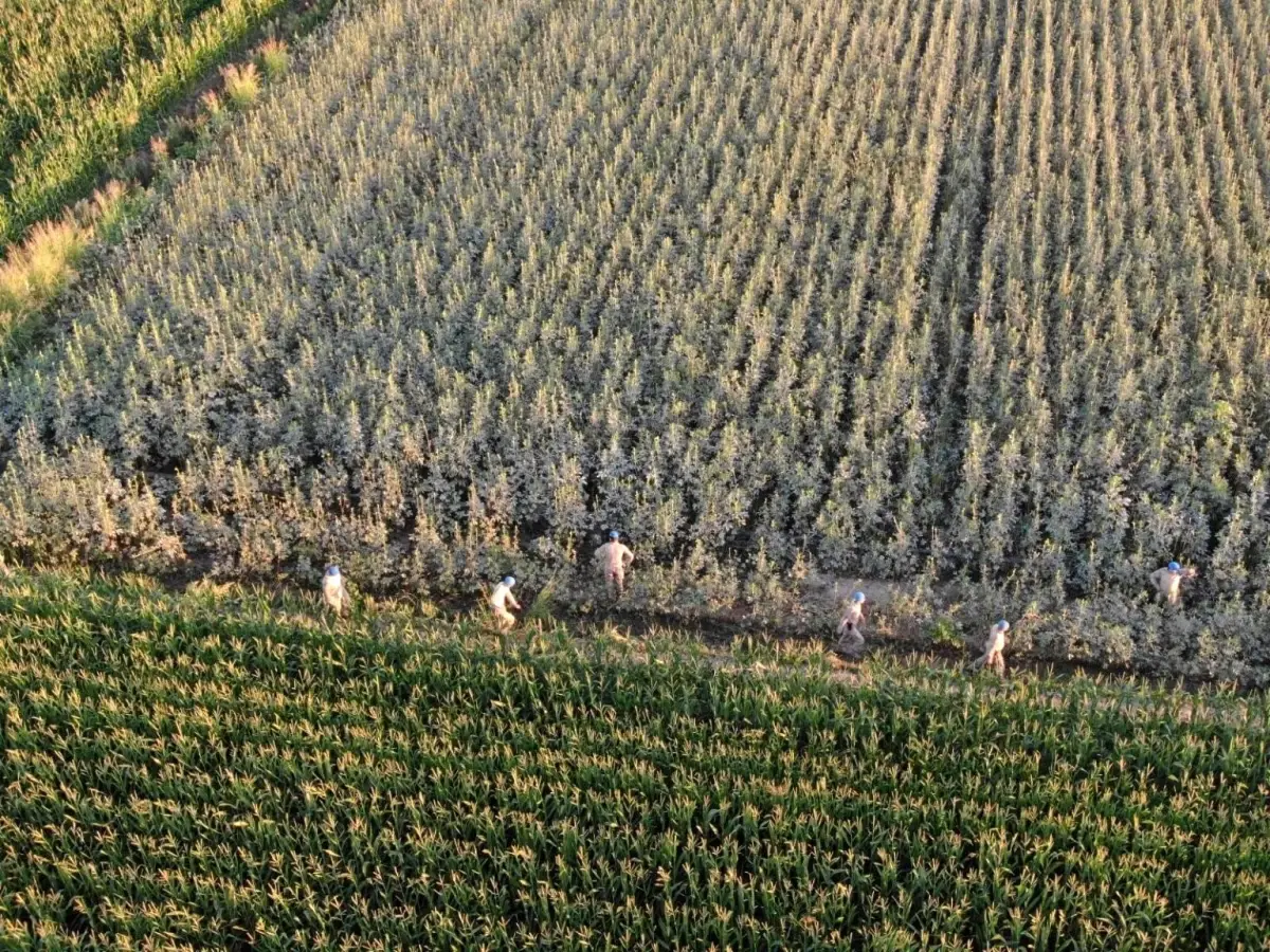 aydinda 37 kok kenevir ele gecirildi Z2XGWcuD