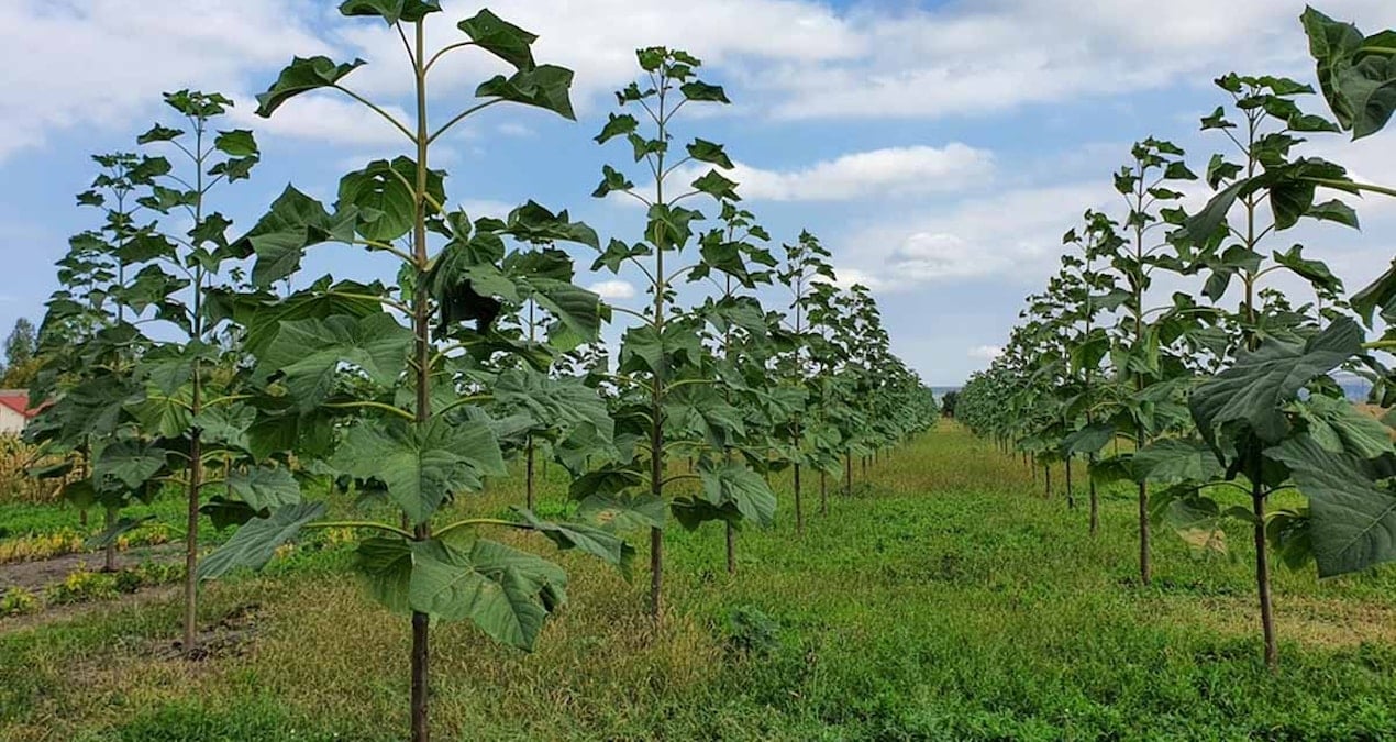 ciftcilere servet vaat ediyor paulownia sihirli agac mi yoksa yeni bitcoin tuzagi mi L8WyHuWu