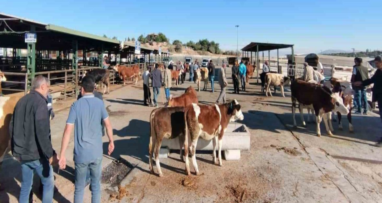 malatyada sap nedeniyle kapatilan hayvan pazari acildi ESKl7CSi