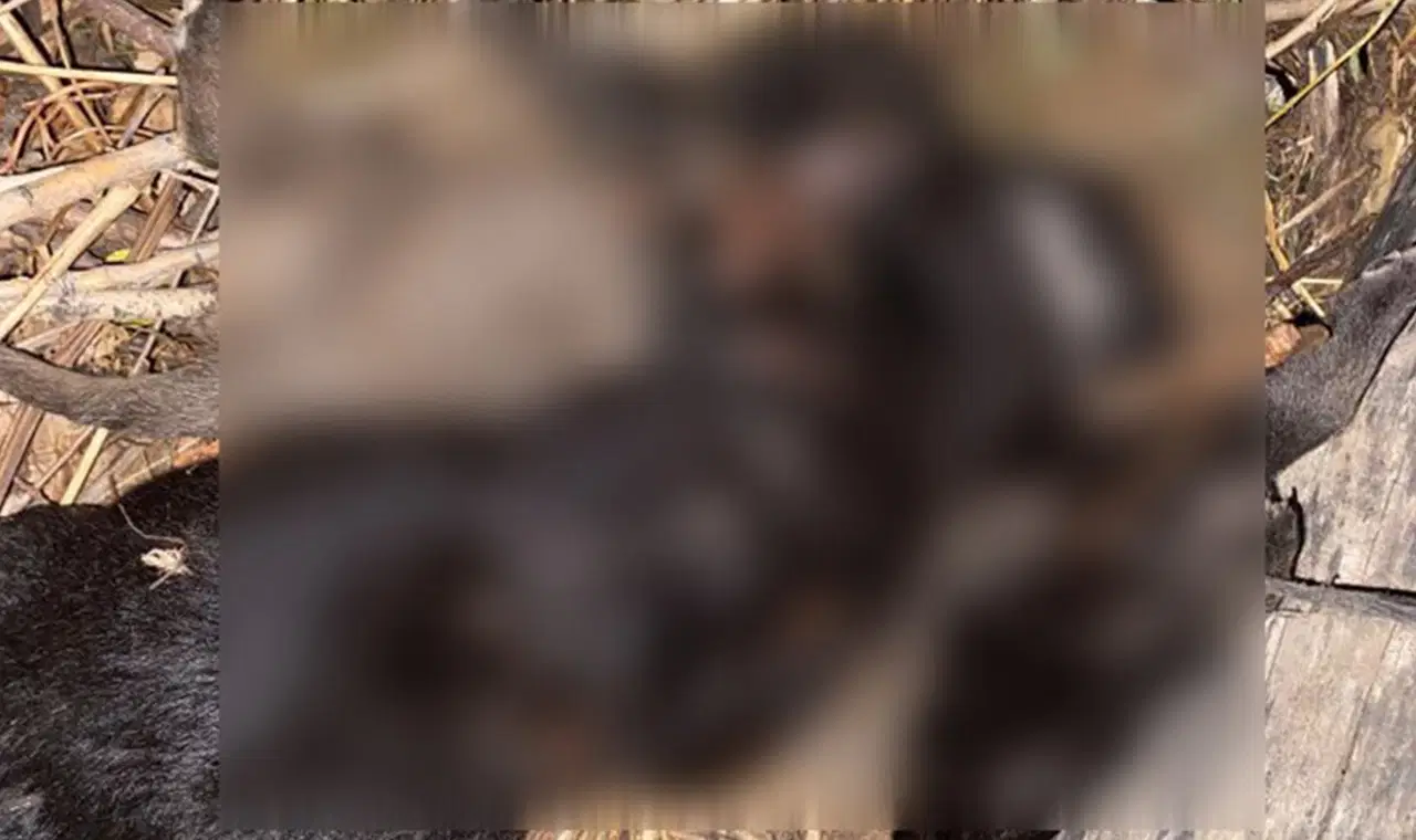 tokatta 4 yavru kopegin olum nedeni belli oldu rNT8nzgi