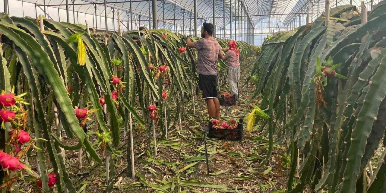 turkiyede uretimi basladi enfeksiyon kan sekeri ve yaslanmaya karsi birebir kilosu 150 tl G4BRXzla