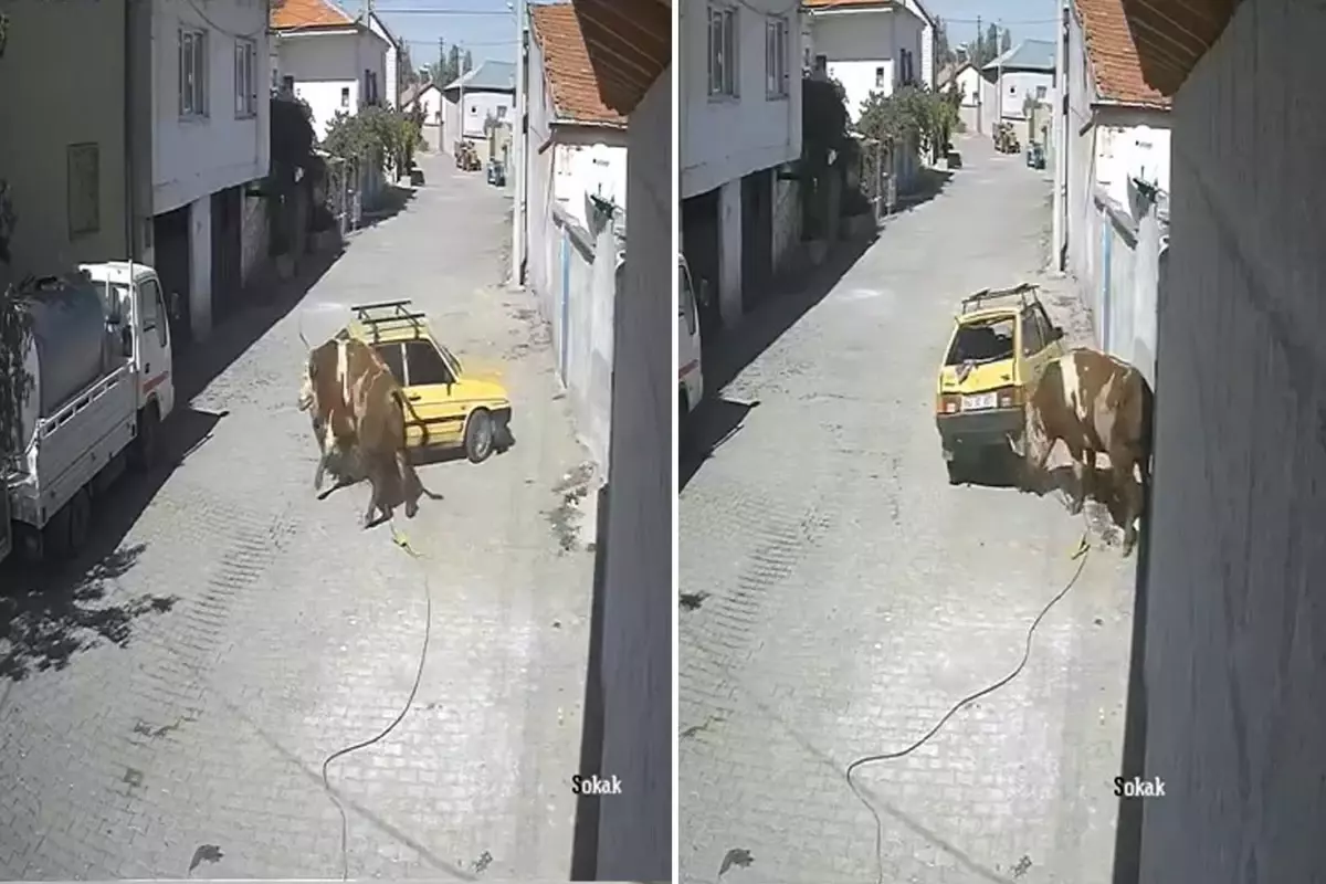 ahirdan kacan ofkeli boga hirsini arabadan cikardi 9RNDZTfu.jpg