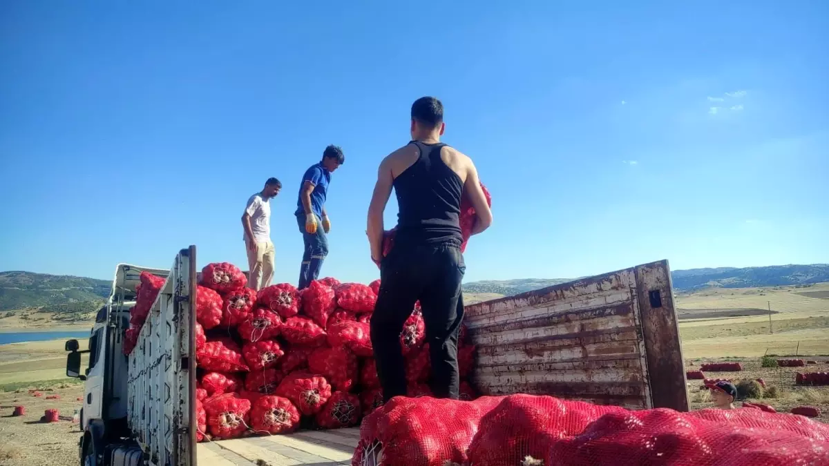 yozgatta sogan hasadi imece usuluyle yapiliyor zcXV9Rtc.jpg