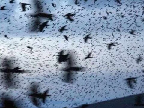 Tel Aviv’de Kargaların Yoğun Sürüsü: Gökyüzünde Karanlık Bir An