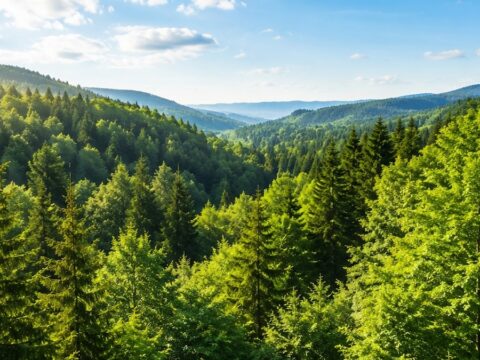 Dunya uzerindeki agac sayisi tek tek hesaplandi 75EqXXw7