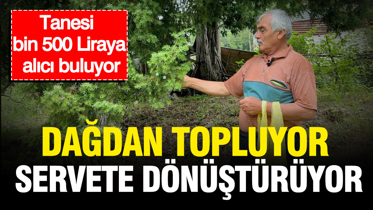 Dağdan topluyor, servete dönüştürüyor: Tanesi bin 500 Liraya alıcı buluyor Img