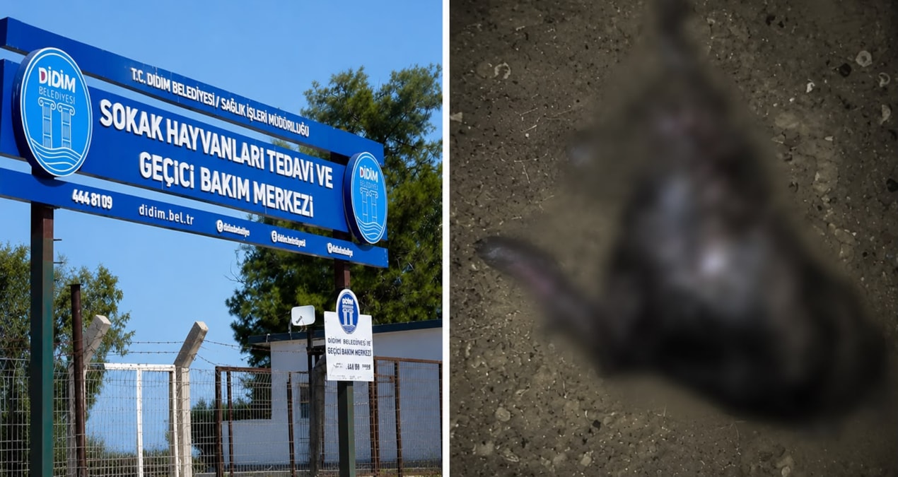Barınakta skandal iddia Img