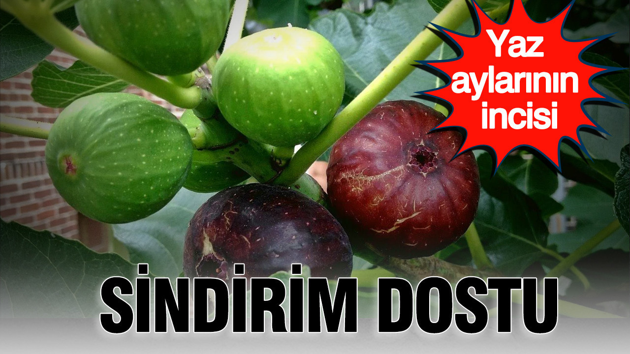 Sindirim dostu: Yaz aylarının incisi incir meyvesinin mucizevi faydaları Img