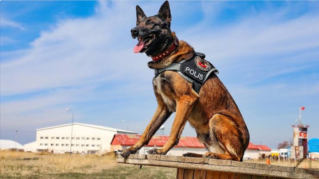 Narkotik köpekleri uyuşturucu deposunu patlattı 2 kişi tutuklandı Narkotik kopekleri uyusturucu deposunu patlatti 2 kisi tutuklandi ONa24GkC