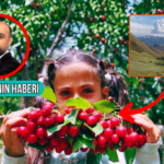 Ozbekistanin fergana vadisinde ilk kez turkiyeden ihrac edilen seftali kiraz kayisi ve erigin hasadi pCkwDCpT